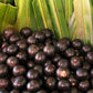 ORGANIC AÇAÍ BERRY POWDER