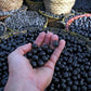 ORGANIC AÇAÍ BERRY POWDER