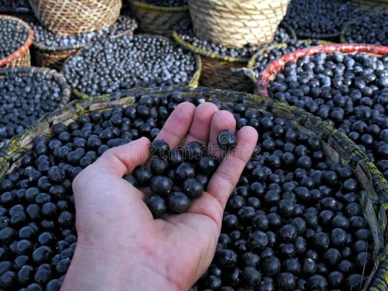 ORGANIC AÇAÍ BERRY POWDER